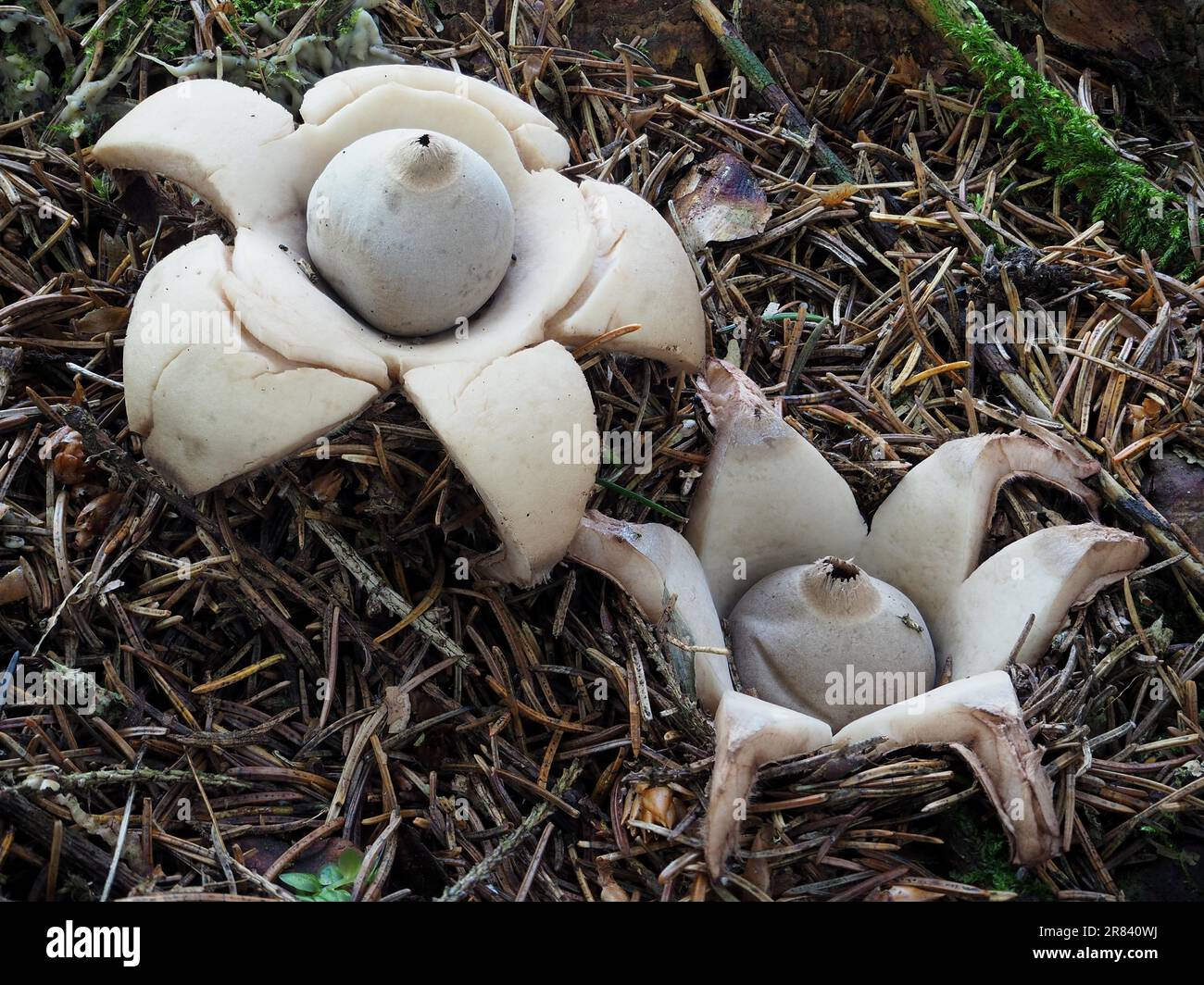 Collared Earthstar (geastrum Triplex) Stockfoto