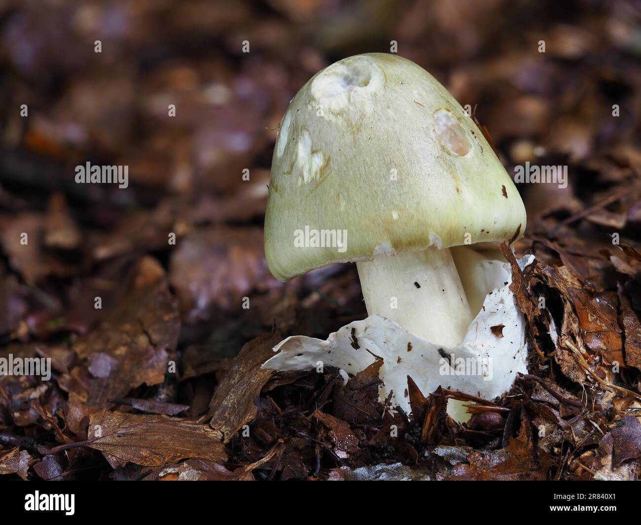 Grüner Tuberkelpilz, Amanita phalloides Stockfoto