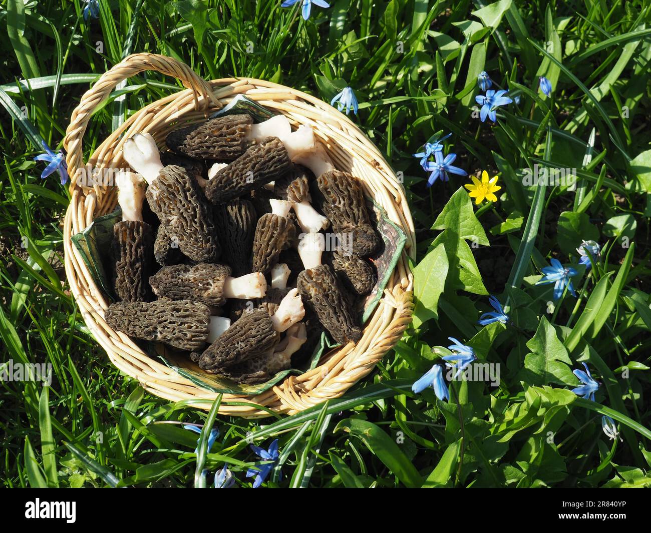 Korb mit frischen, spitzen Morcheln auf der Frühlingswiese Stockfoto