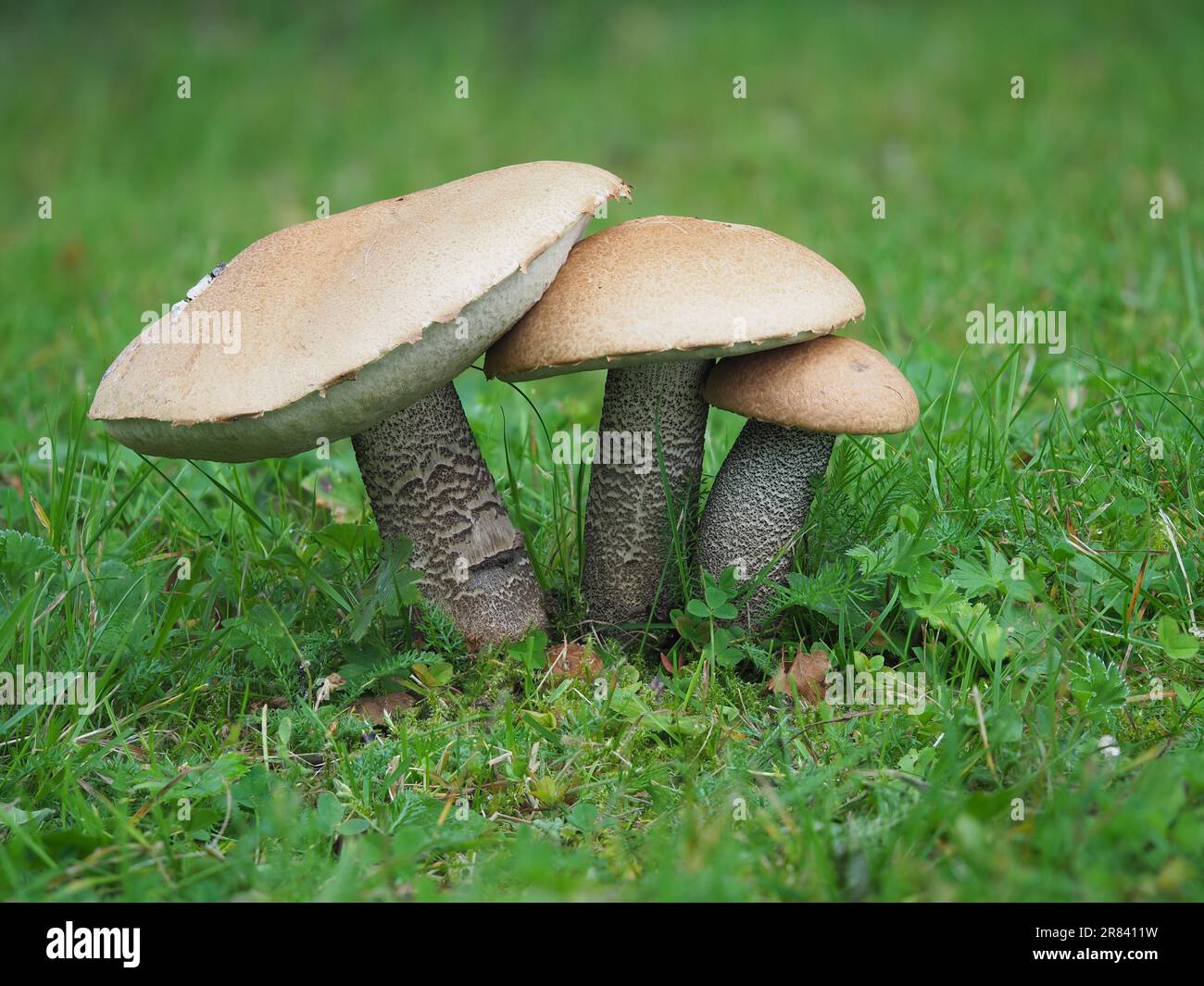 Birkenrote Kappe (Leccinum versipelle) Stockfoto