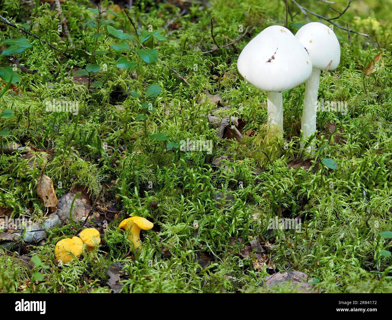 Pfifferlinge wie gute essbare Pilze direkt neben den tödlichen giftigen Tuberbelpilzen am ursprünglichen Standort in Schweden Stockfoto