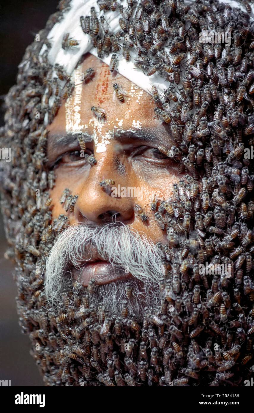 Bart, der verstorbene Mr. Rangaramanujam kannaian, Gesicht des Menschen bedeckt mit Bienen, Coimbatore, Tamil Nadu, Südindien, Indien, Asien Stockfoto