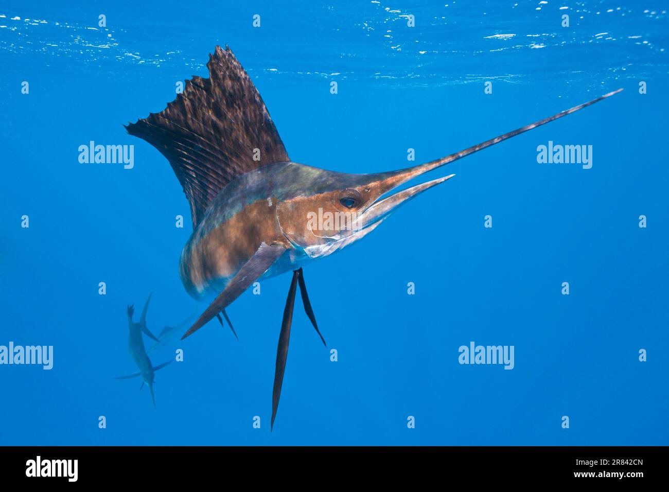 Atlantischer Segelfisch, Isla Mujeres, Yucatan-Halbinsel, Mexiko (Istiophorus albicans), Speerfisch, Schwertfisch Stockfoto