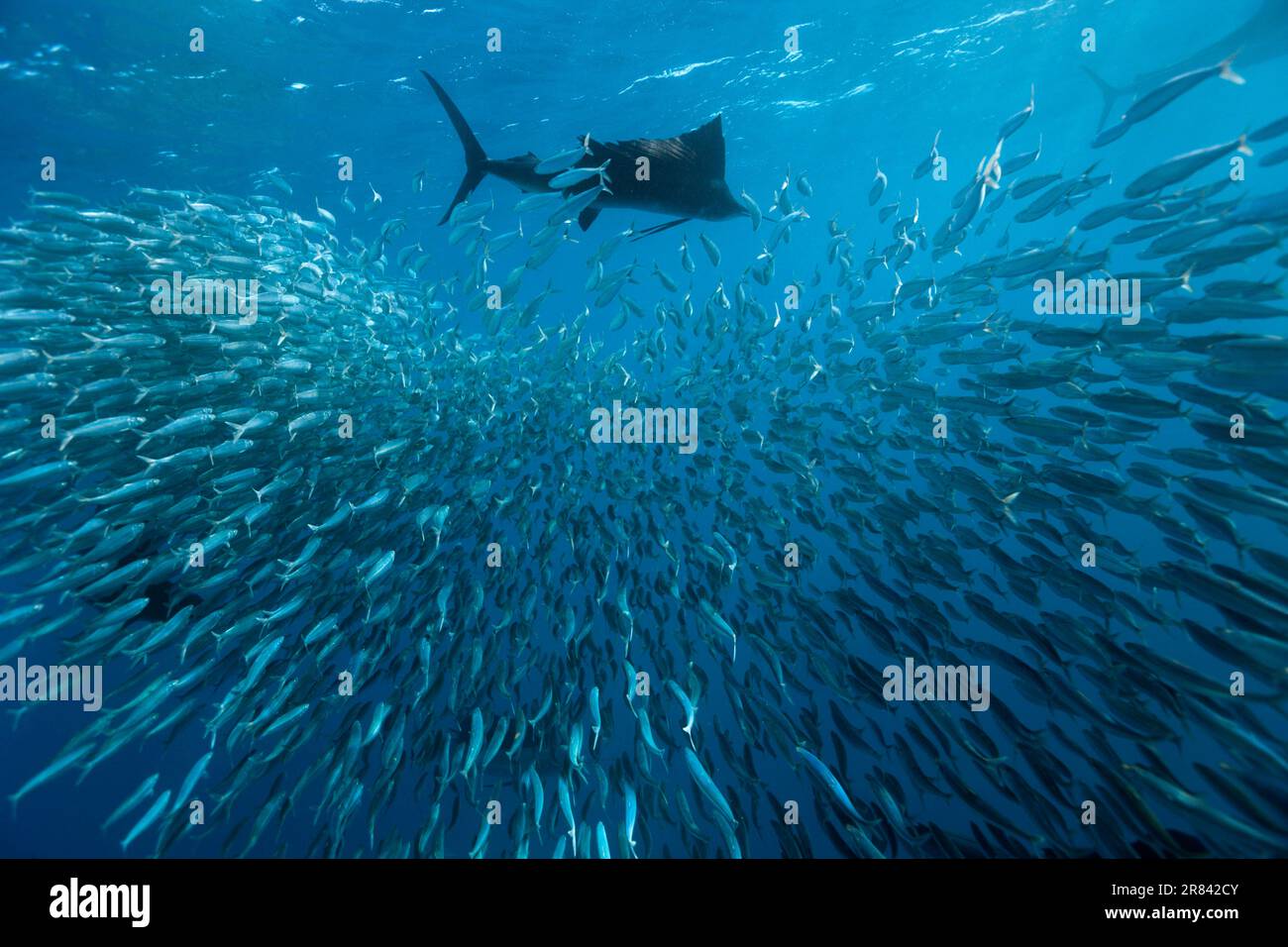 Sardinen, Isla Mujeres, Halbinsel Yucatan, Mexiko (Istiophorus albicans), Speerfisch, Schwertfisch Stockfoto