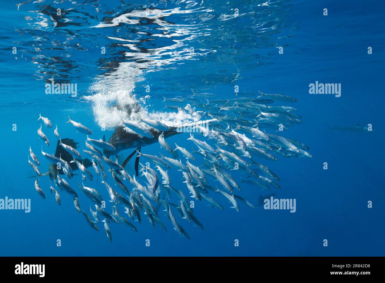 Sardinen, Isla Mujeres, Halbinsel Yucatan, Mexiko (Istiophorus albicans), Speerfisch, Schwertfisch Stockfoto