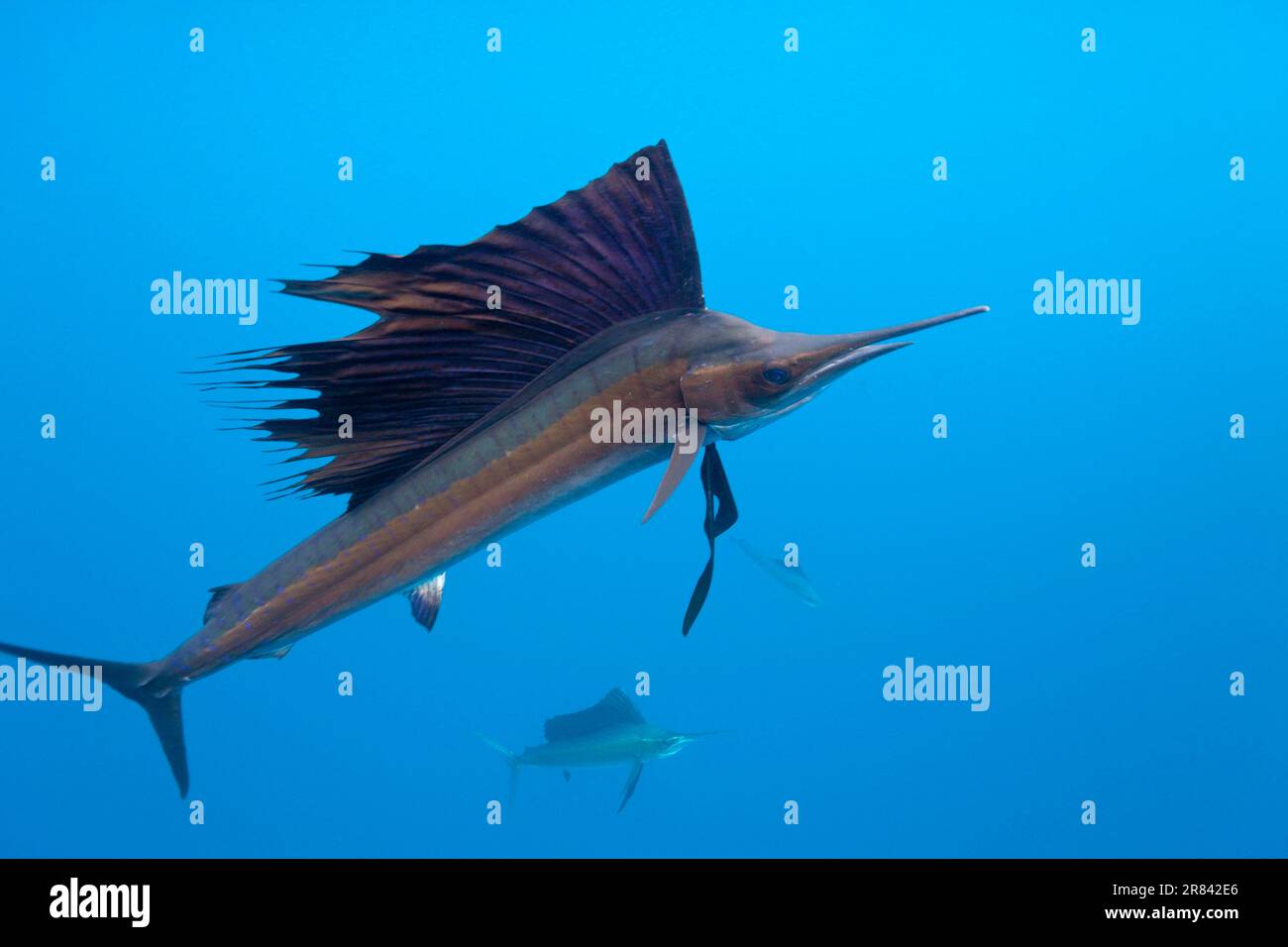 Atlantischer Segelfisch, Isla Mujeres, Yucatan-Halbinsel, Mexiko (Istiophorus albicans), Speerfisch, Schwertfisch Stockfoto