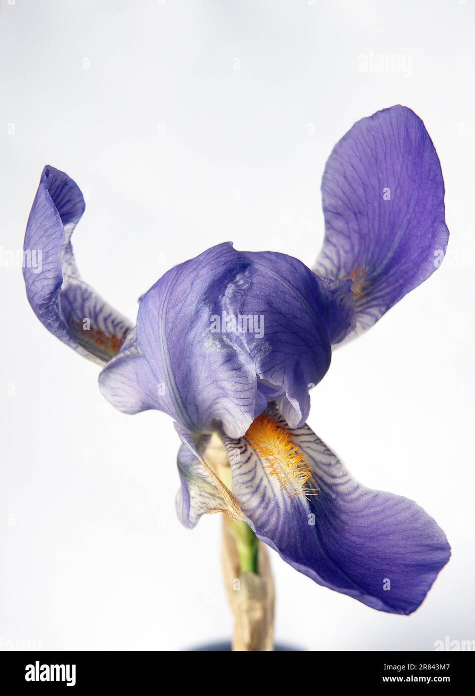 Blaue Iris Sibirica mit weißem Hintergrund, Nahaufnahme. Stockfoto