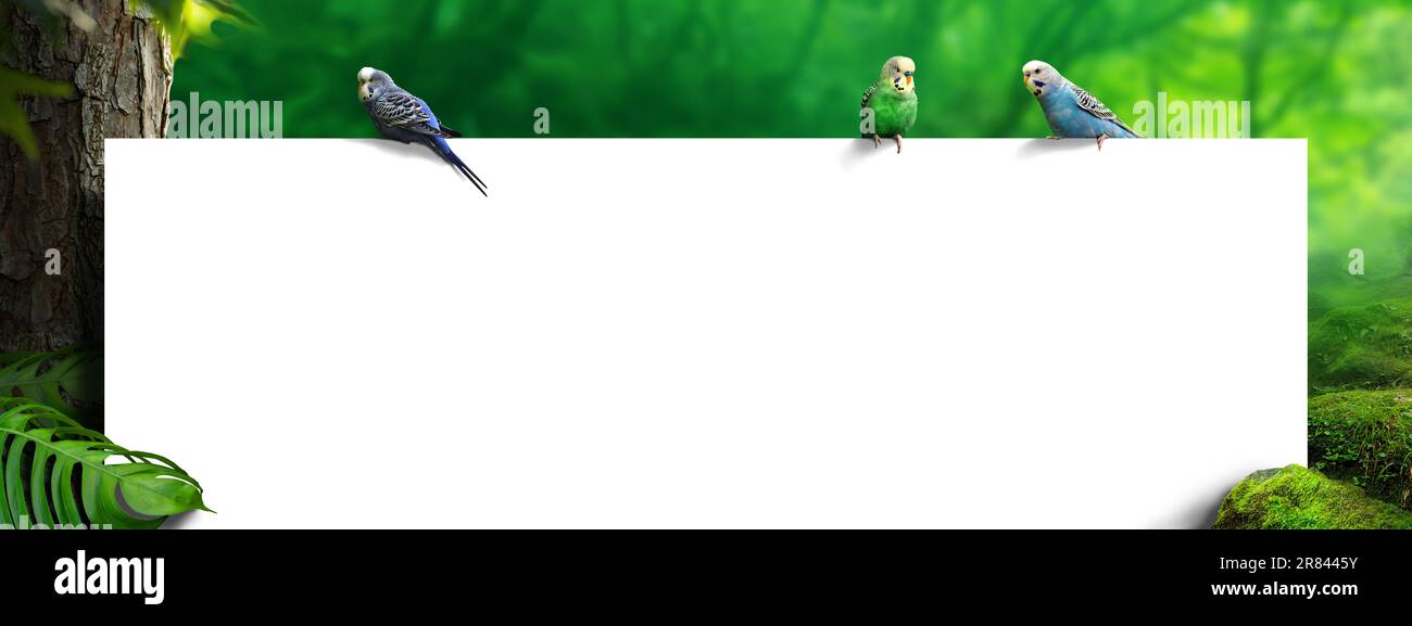 Whiteboard mit Sittichen in einem tropischen Regenwald. Werbekonzept mit Kopierbereich. Stockfoto