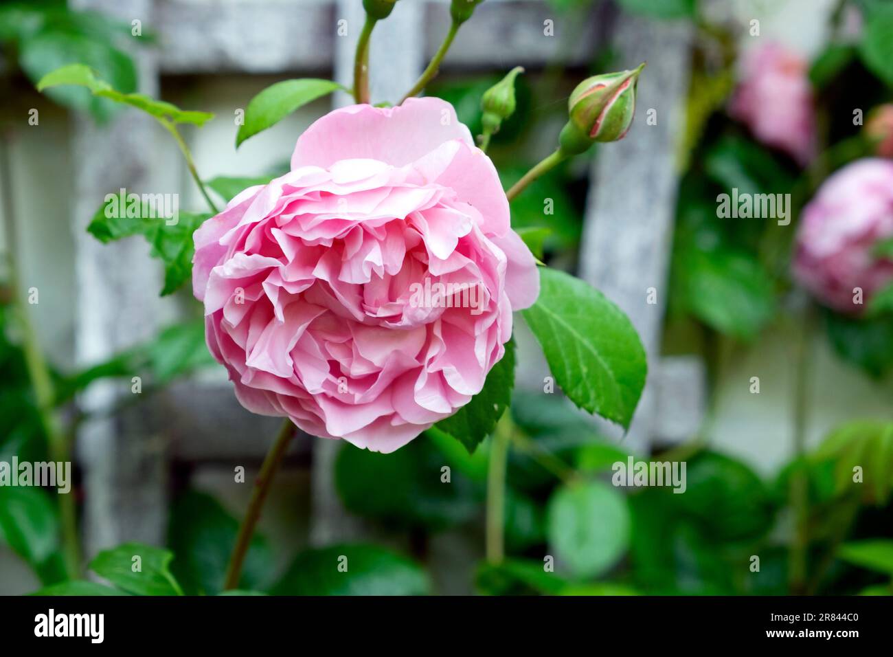 David Austin Rosa Strawberry Hill Englische Strauchrose (Ausrimini) in Blüte in einem Junigarten in Wales UK 2023 Großbritannien KATHY DEWITT Stockfoto