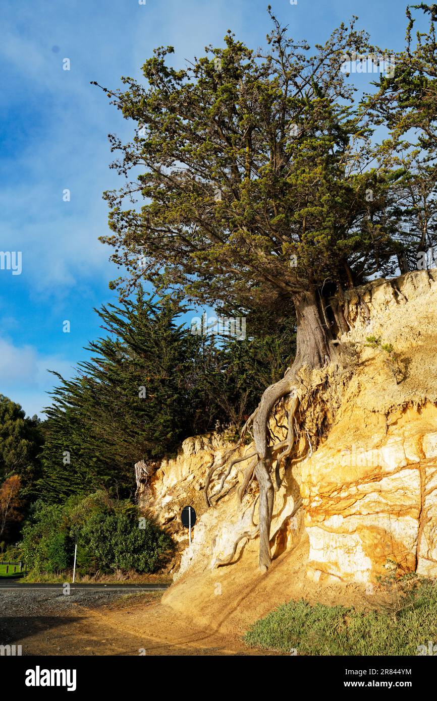 Ein Baum, der sich kaum an seiner prekären Lage über der Portobello Road festhält. Halbinsel Otago, Dunedin, Südinsel, Aotearoa / Neuseeland Stockfoto