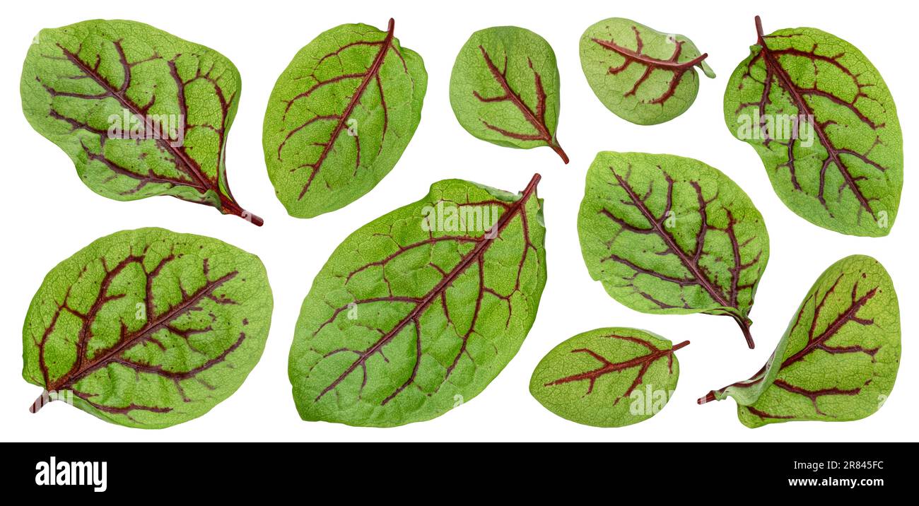 Frische grüne Mangold-Blätter oder mangold-Salat-Blätter isoliert auf weißem Hintergrund Stockfoto