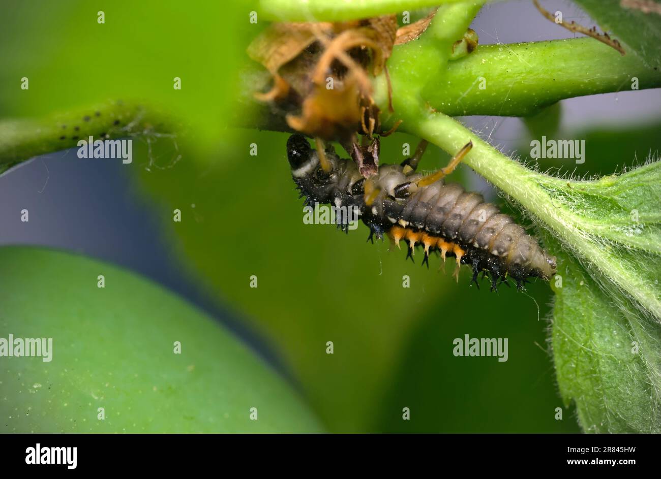 Larve einer asiatischen Käferin (Harmonia axyridis), die auf einer Pflanze krabbelt, Makrofotografie, Insekten, Nahaufnahme, Natur, Biologische Vielfalt Stockfoto