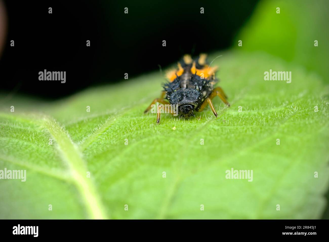 Larve einer asiatischen Käferin (Harmonia axyridis), die auf einem Blatt krabbelt, Makrofotografie, Insekten, Nahaufnahme, Natur, Biologische Vielfalt Stockfoto