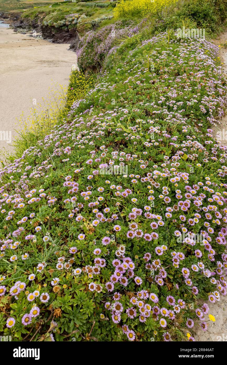 Gänseblümchen am Meer, Erigeron glaucus Ker GAWI, blühend am Polzeath Cornwall Stockfoto