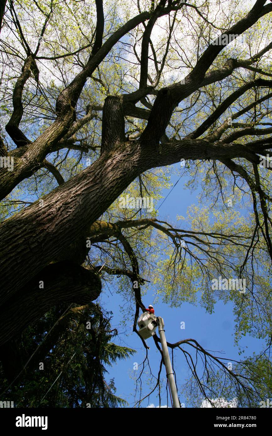Mitarbeiter des Seattle Department of Transportation schneiden Bäume in Seattle, Washington. Stockfoto