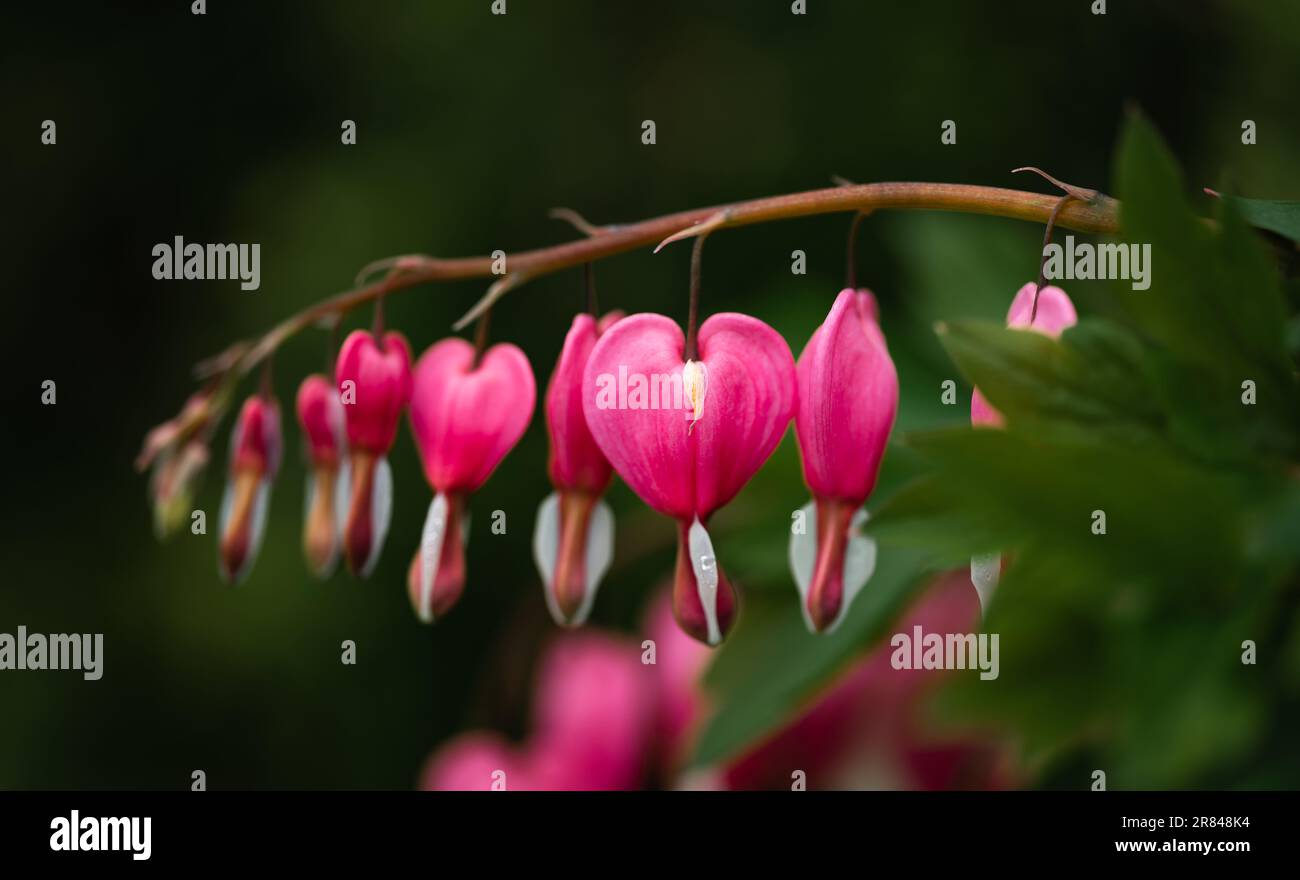 Eine Reihe rosafarbener Herzblumen blüht in einem Frühlingsgarten. Stockfoto