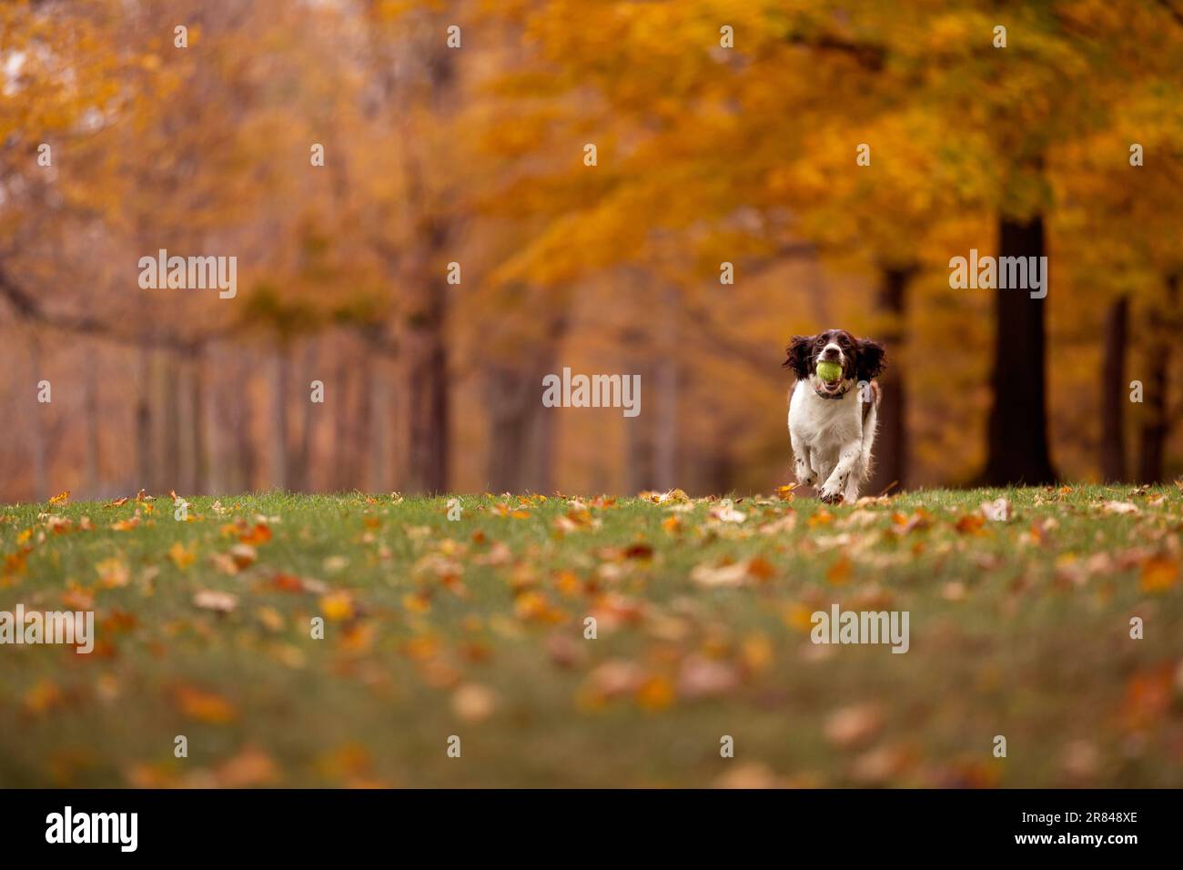 Ein englischer Springer Spaniel läuft im Herbst mit einem Ball im Mund Stockfoto
