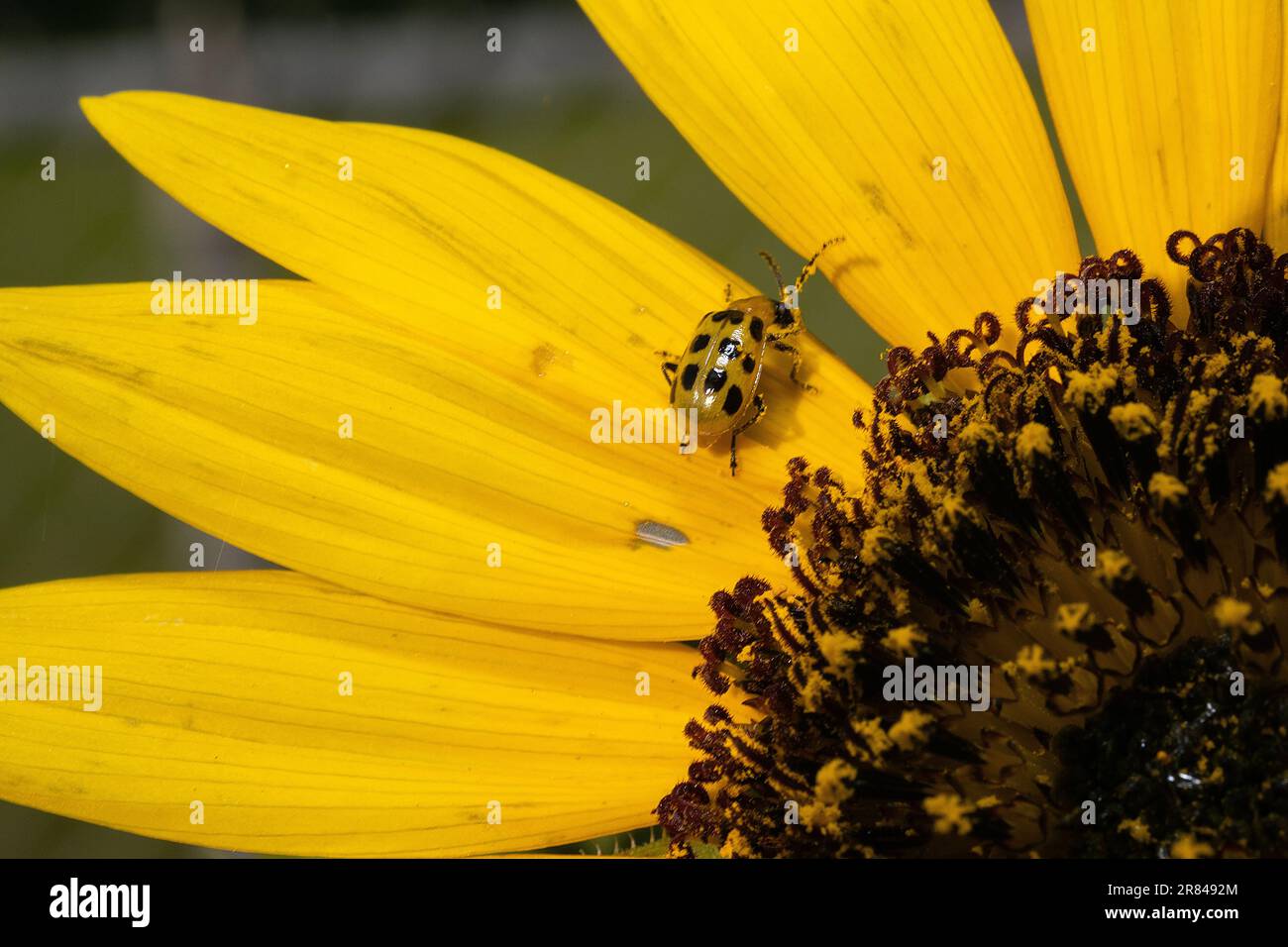 Gelber Gurkenkäfer auf Sonnenblume Stockfoto