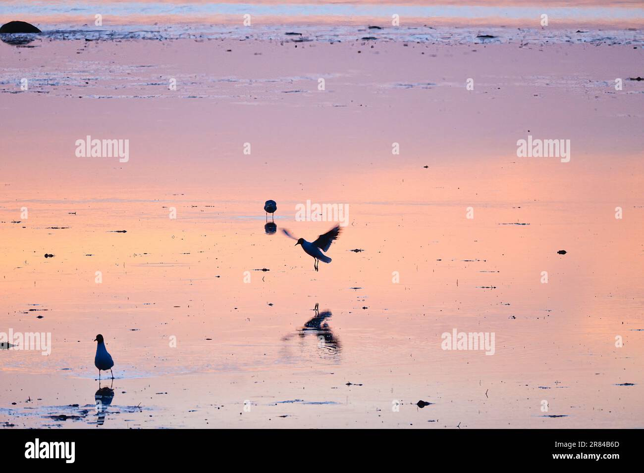 Möwe am Strand. Der Sonnenuntergang spiegelt sich im nassen Sand wider. Im Hintergrund gibt es noch Wellen. Ebbe an der Ostseeküste. Querformat Stockfoto