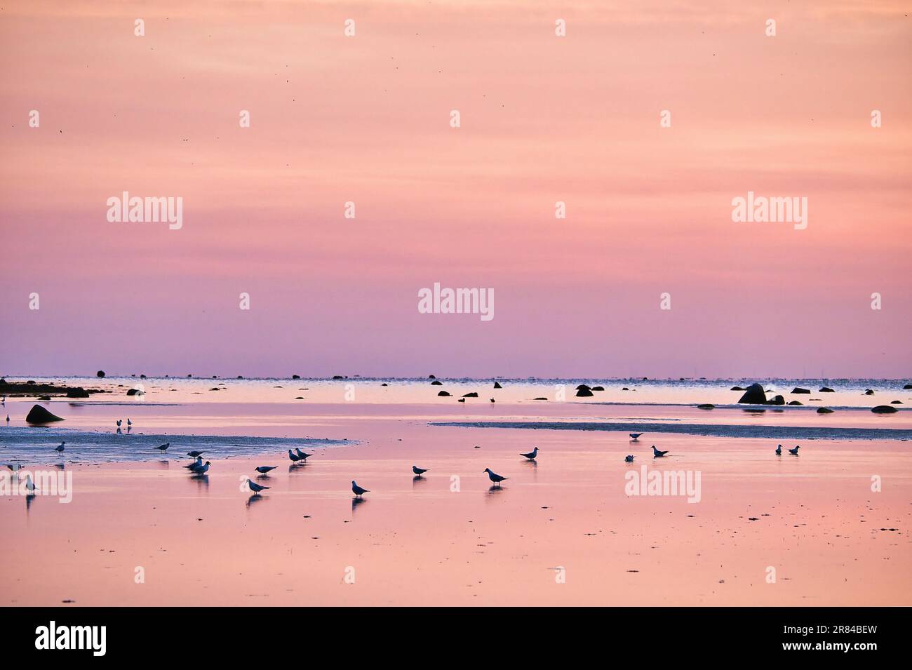 Möwen bei Ebbe im Sand an der Küste von Poel bei Sonnenuntergang. Pastellfarben zur Abendstunde. Landschaftsaufnahmen aus der Ostsee Stockfoto