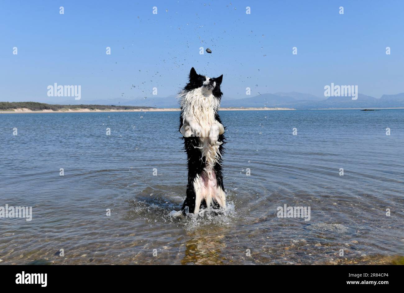 Border Collie Dog kühlt sich im Meer in Anglesey, Wales, Großbritannien ab Stockfoto