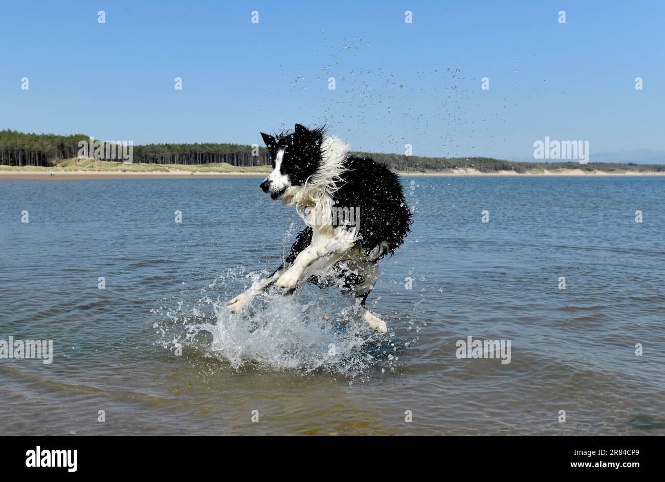 Border Collie Dog kühlt sich im Meer in Anglesey, Wales, Großbritannien ab Stockfoto