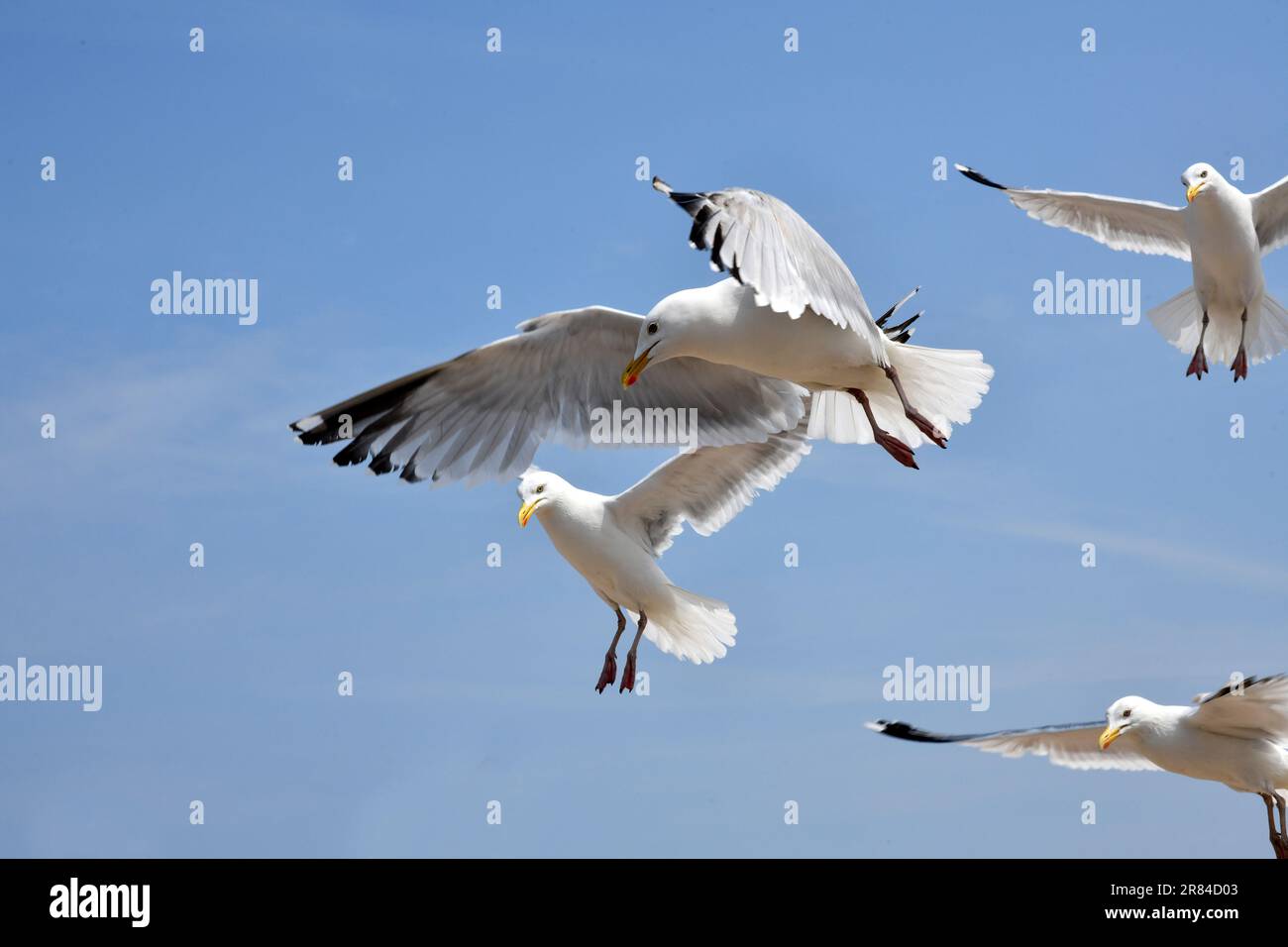 Möwen schwebten über Menschen, während sie in Llandudno in Nordwales, Großbritannien, nach Nahrung suchen Stockfoto