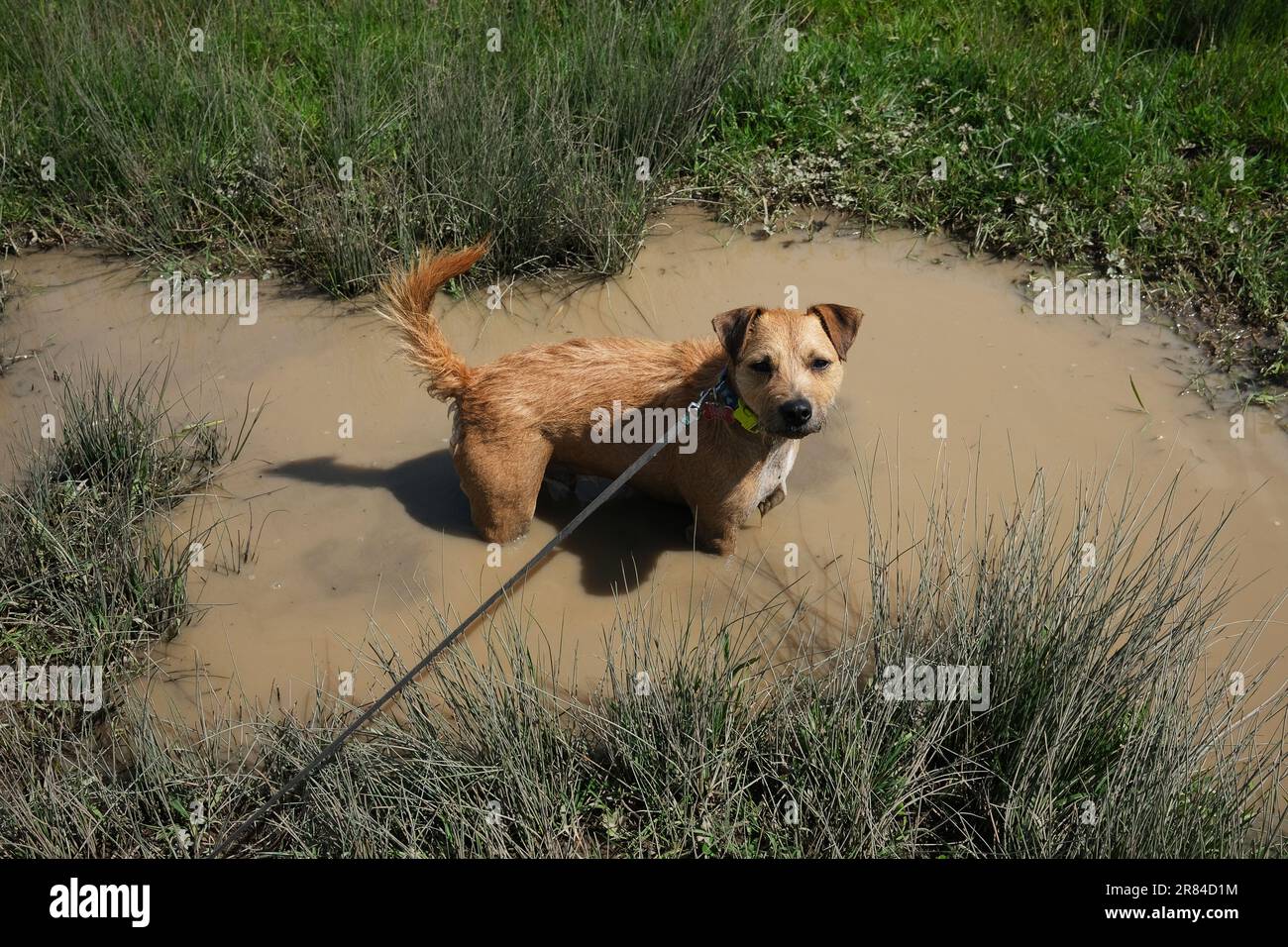 Kleiner Hund, der sich in einem schlammigen Wasserbecken abkühlt Stockfoto