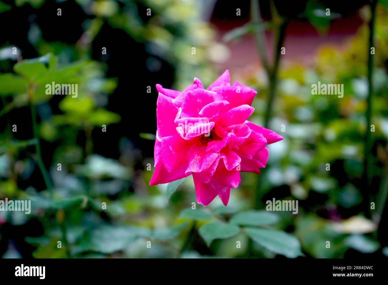 Eine schöne, rosa Blume Stockfoto