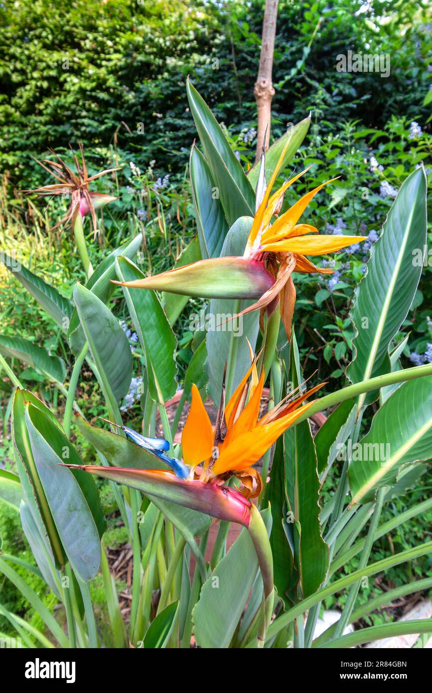 Blühende Blüten des Paradiesvogels - in den Gärten der Domaine de Chaumont-sur-Loire, Loir-et-Cher (41), Frankreich. Stockfoto