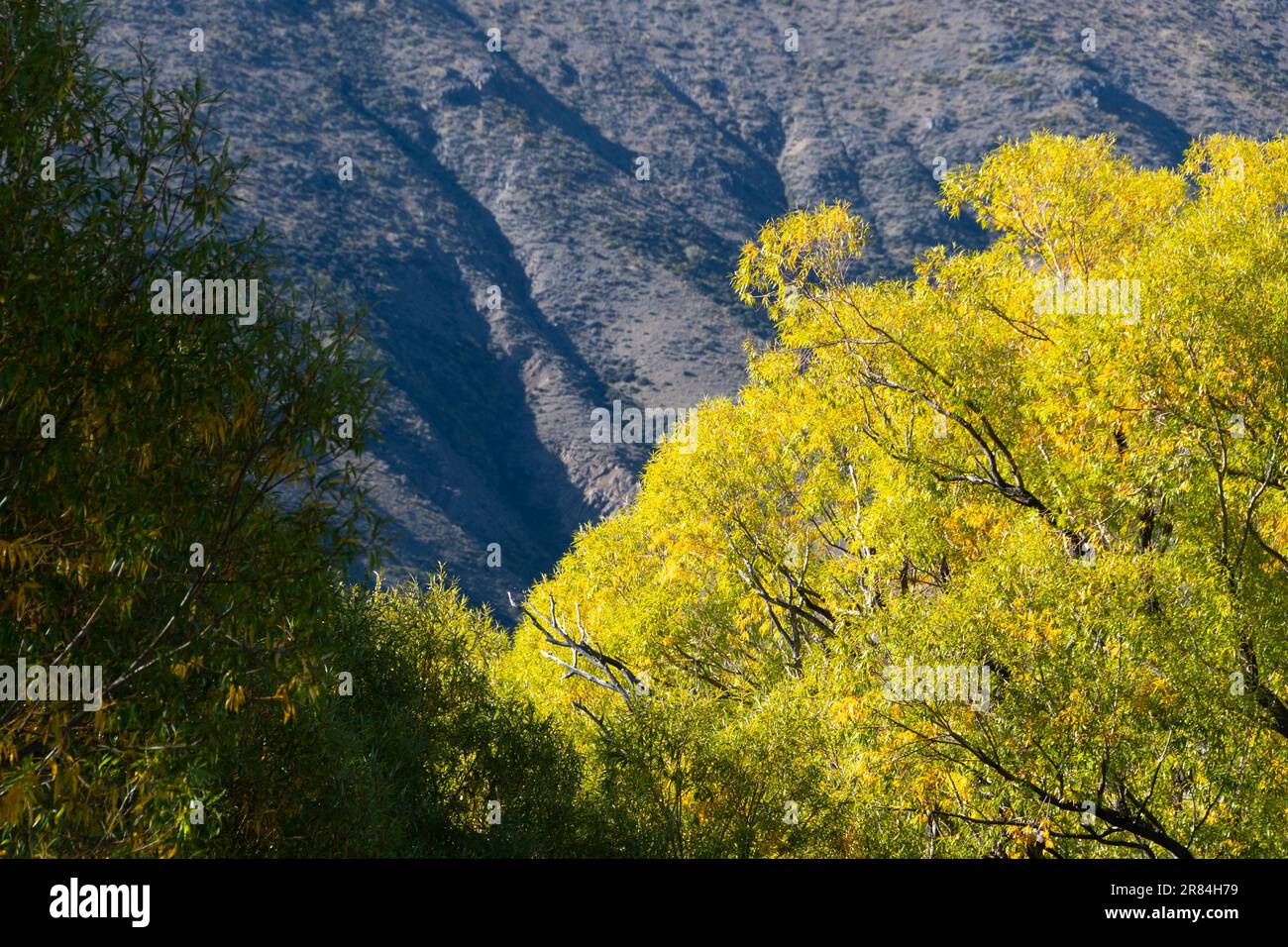 Gelbe Weidenbäume, Acheron, in der Nähe von Hanmer Springs, Canterbury, South Island, Neuseeland Stockfoto