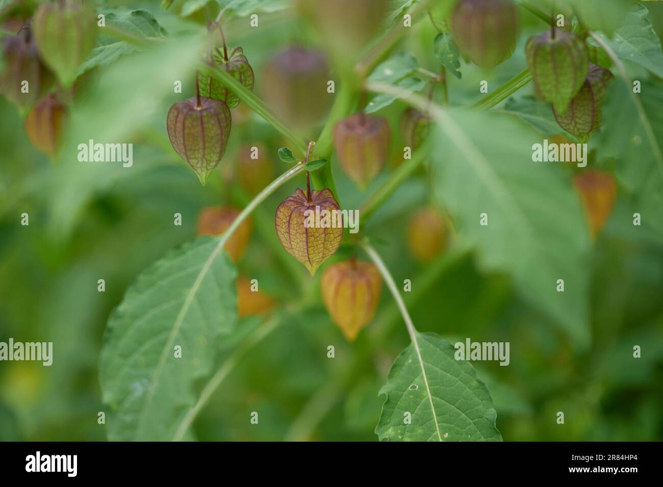 Nahaufnahme von Stachelbeeren oder Goldbeeren (Physalis peruviana) Stockfoto