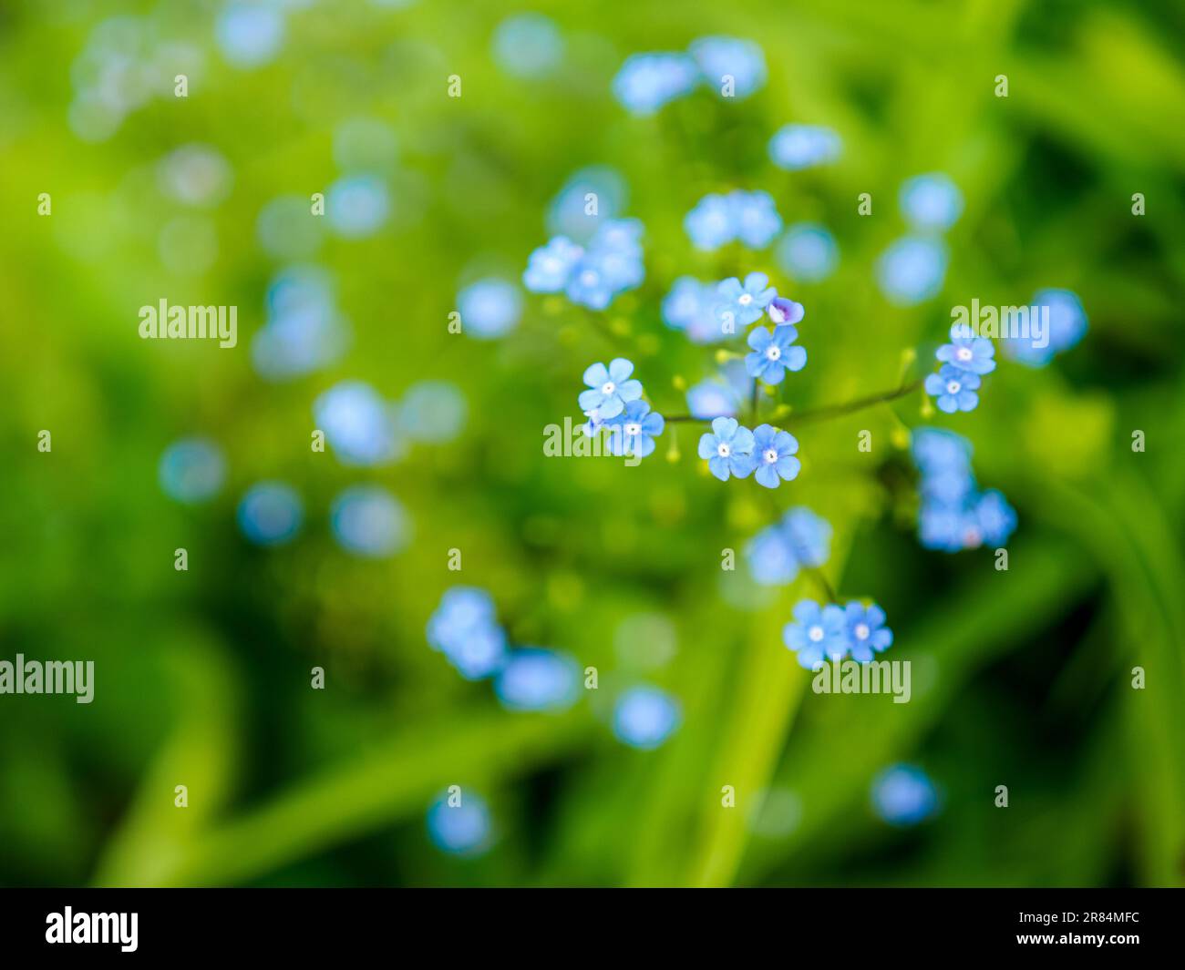 Winzige blaue Blumen von Skorpiongras, Nahaufnahme mit selektivem Fokus Stockfoto