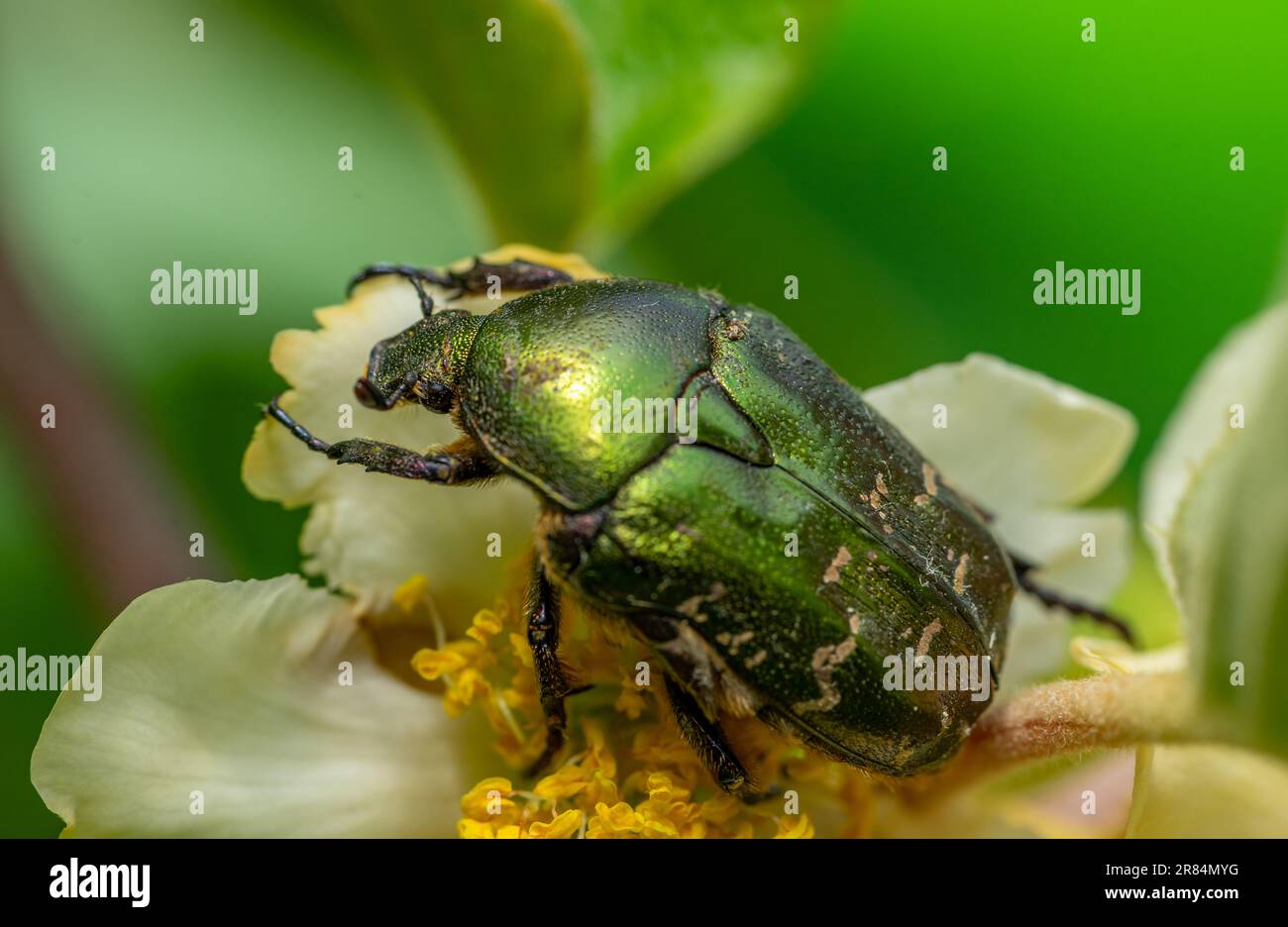 Rosenscheuerschutz (Cetonia aurata) auf einer Blume Stockfoto