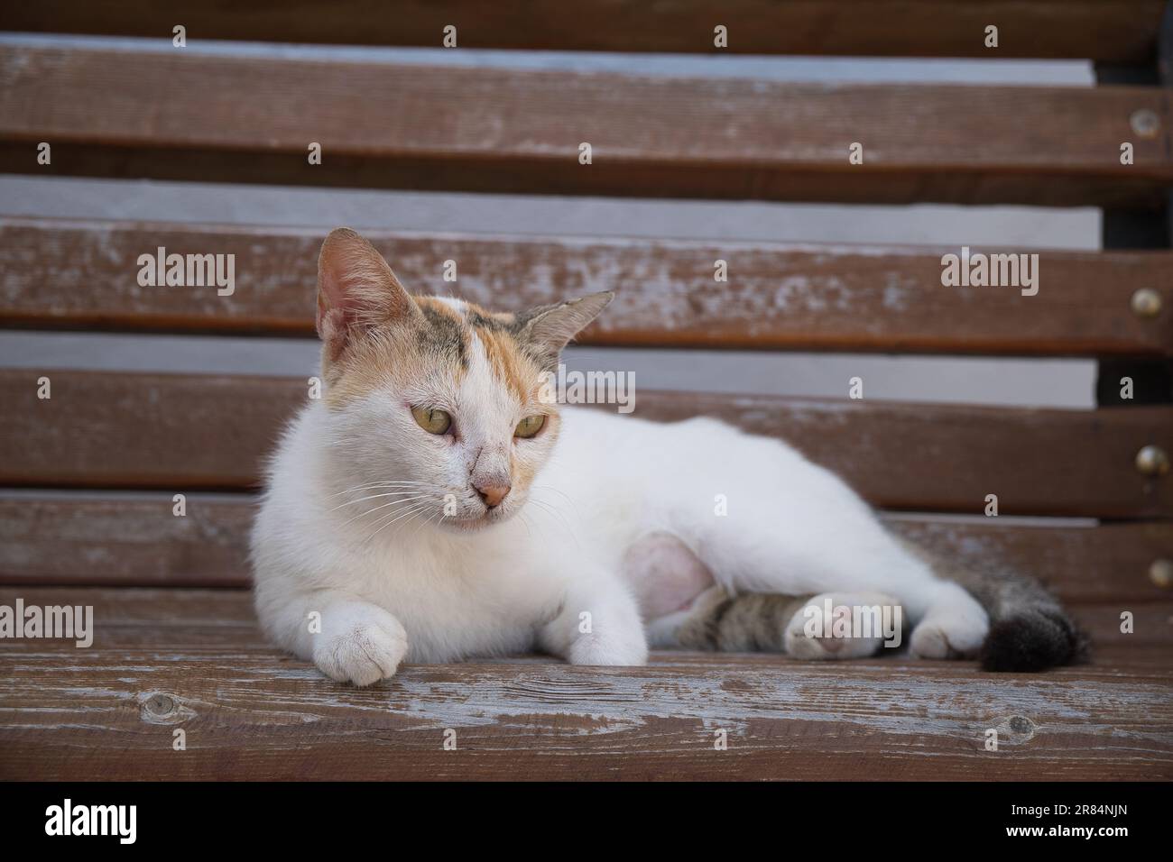 Eine niedliche Katze, die auf einer Holzbank sitzt und mit neugierigem Ausdruck in die Ferne blickt Stockfoto
