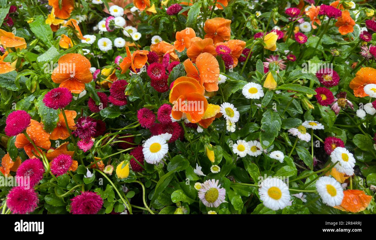 Farbenfrohe Blumenwiese in einem Garten Stockfoto