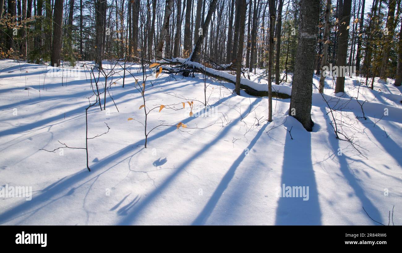 Blick auf das trockene Laub einer Eiche in einem Winterwald. Winterlandschaft Stockfoto