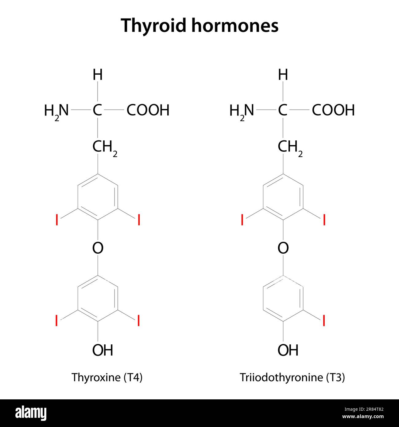 Schilddrüsenhormone Stock Vektor