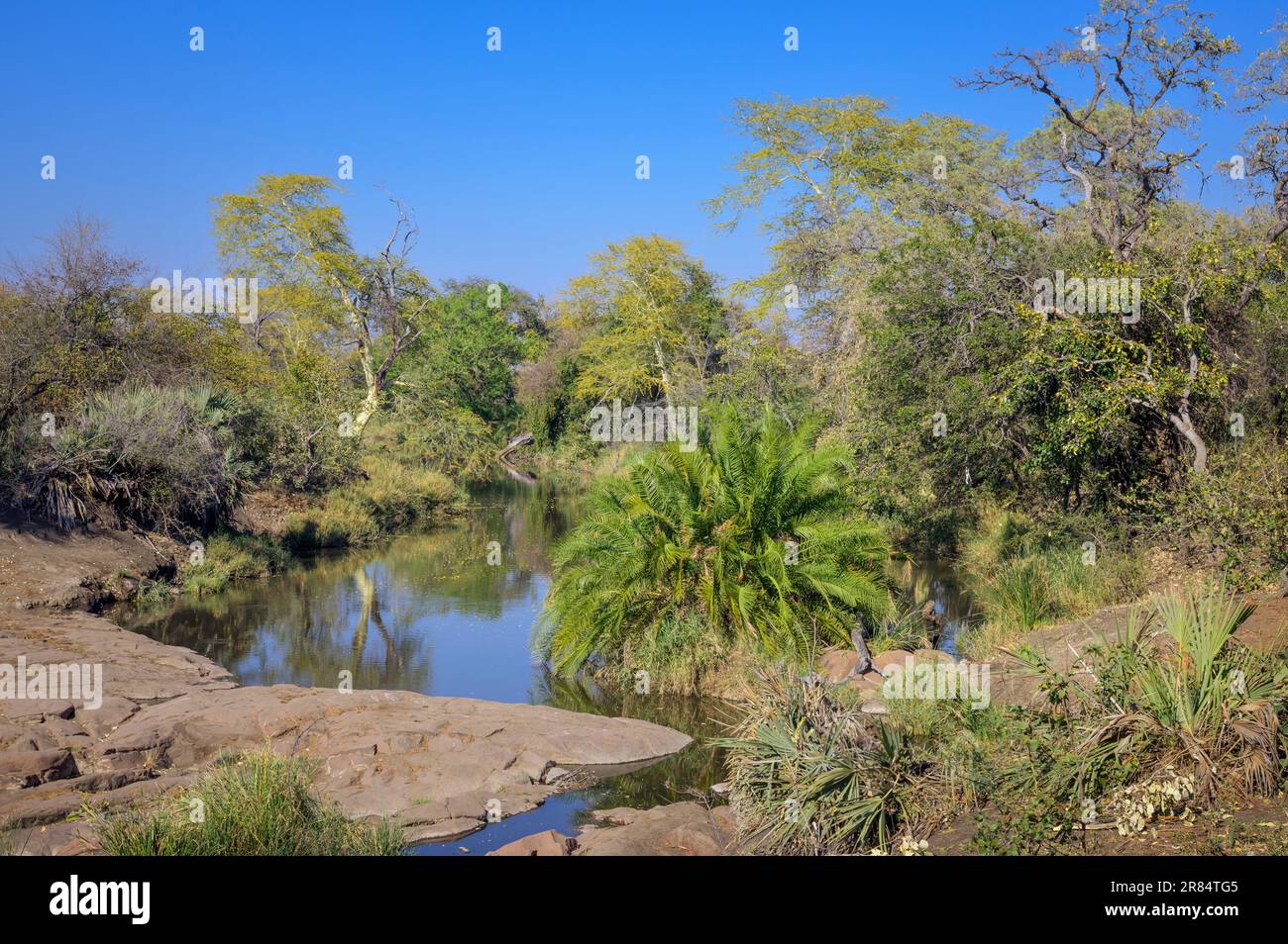 Üppige Flussvegetation entlang eines kleinen Flusses im Kruger-Nationalpark, Limpopo, Südafrika. Stockfoto