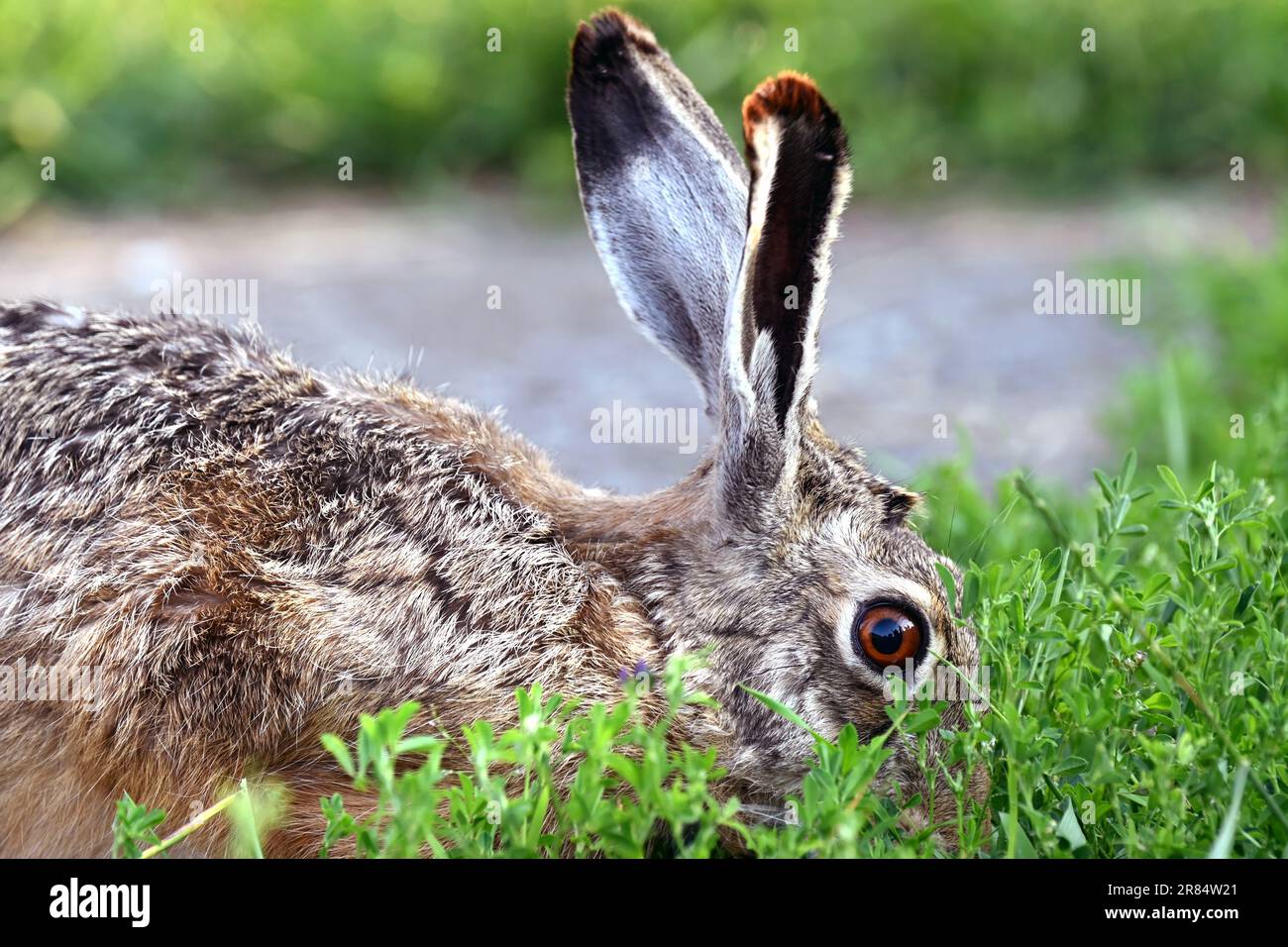 Nahaufnahme eines Hasen, der Gras frisst, mit Pfad im Hintergrund Stockfoto