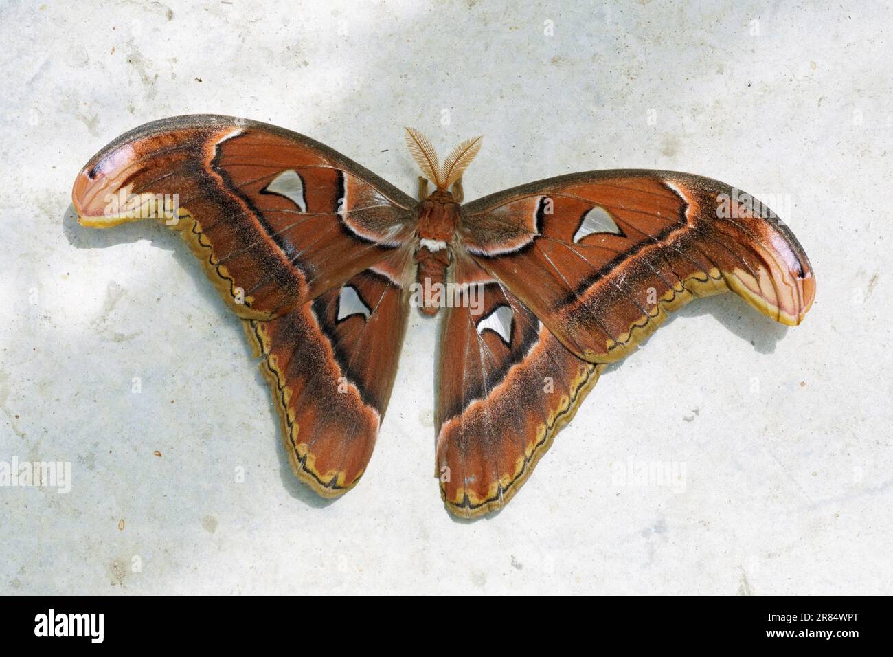 Männliches Exemplar einer Atlasmotte, Attacusatlas; Saturniidae Stockfoto