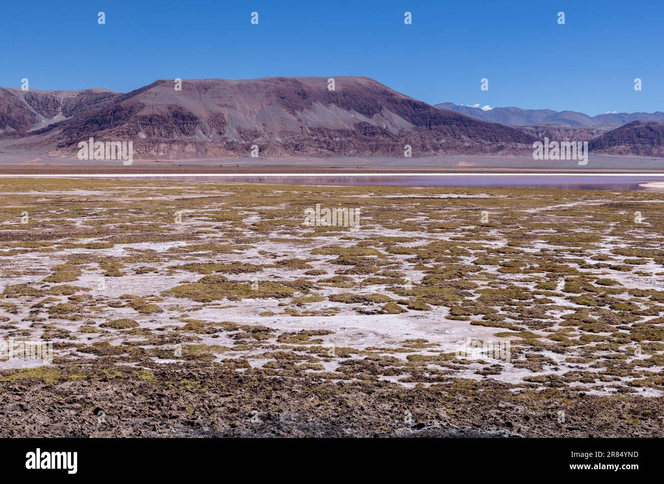 Argentinien: Puna - Offroad-Abenteuer rund um Laguna Carachi Pampa, eine surreale und wunderschöne Landschaft umgeben von vulkanischen Felsen und Sanddünen Stockfoto