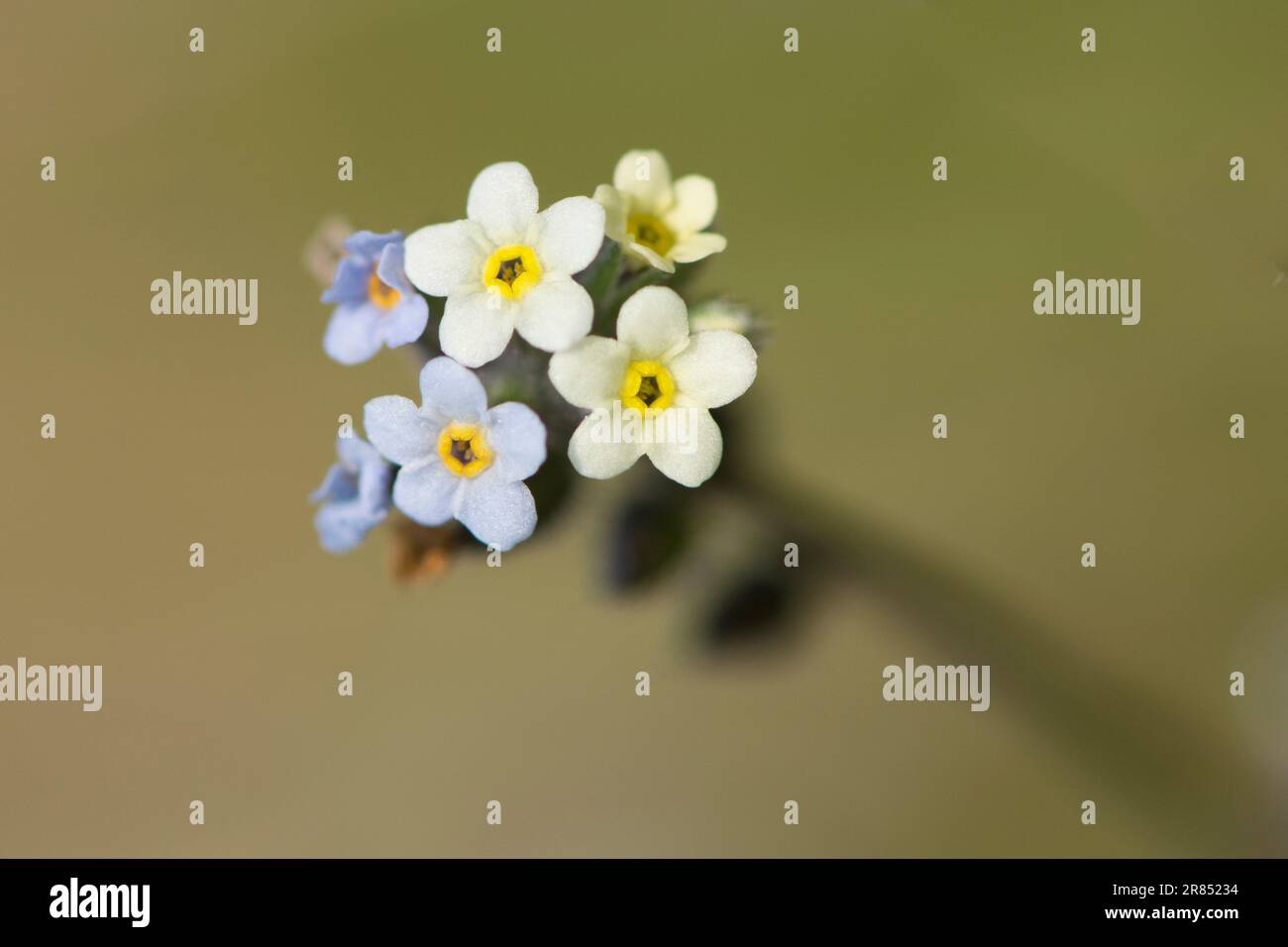 Vergessenheit ändern, Myosotis-Verfärbung, Nahaufnahme des Blumenkopfes, Sussex, May Stockfoto