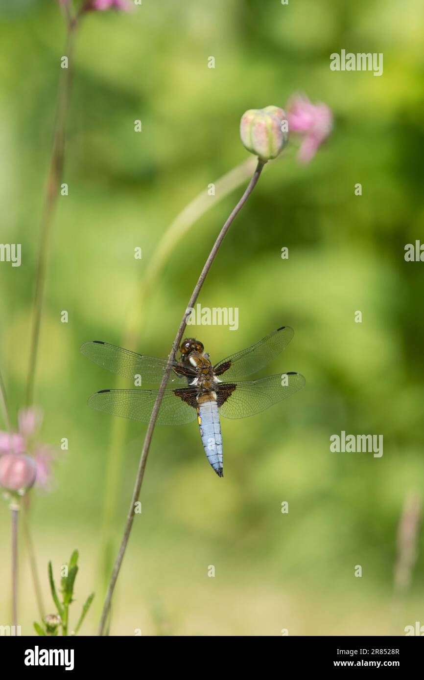 Breiter Körper, Libellula depressa, männlich, Libelle ruht mit unscharfen Blumen im Hintergrund, Ragged Robin, Mai Stockfoto