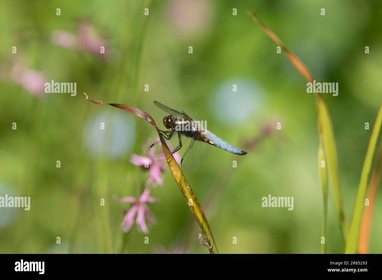 Breiter Körper, Libellula depressa, männlich, Libelle ruht mit unscharfen Blumen im Hintergrund, Ragged Robin, Mai Stockfoto