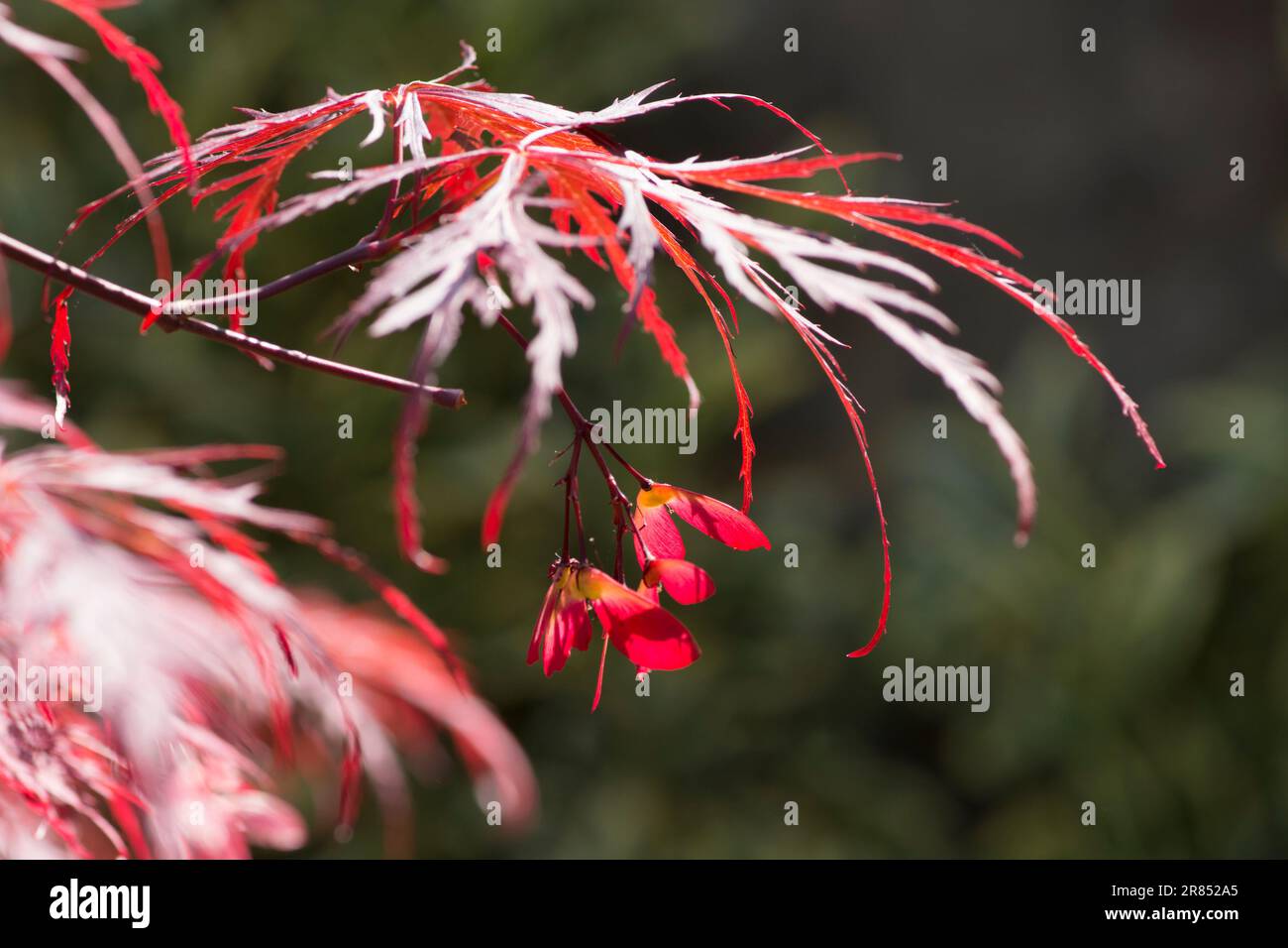 Acer palmatum disectum, Garnet, Samen, Mai Stockfoto