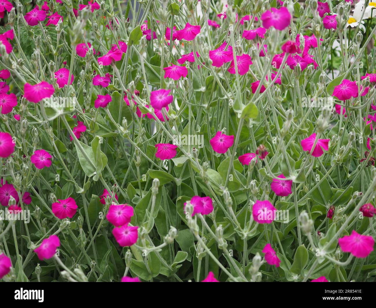 Lychnis coronaria oder silene coronaria (Rose campion) - hellrosa Blüten und graugrünes Laub, eine Gartenpflanze, die sich frei Samen Stockfoto