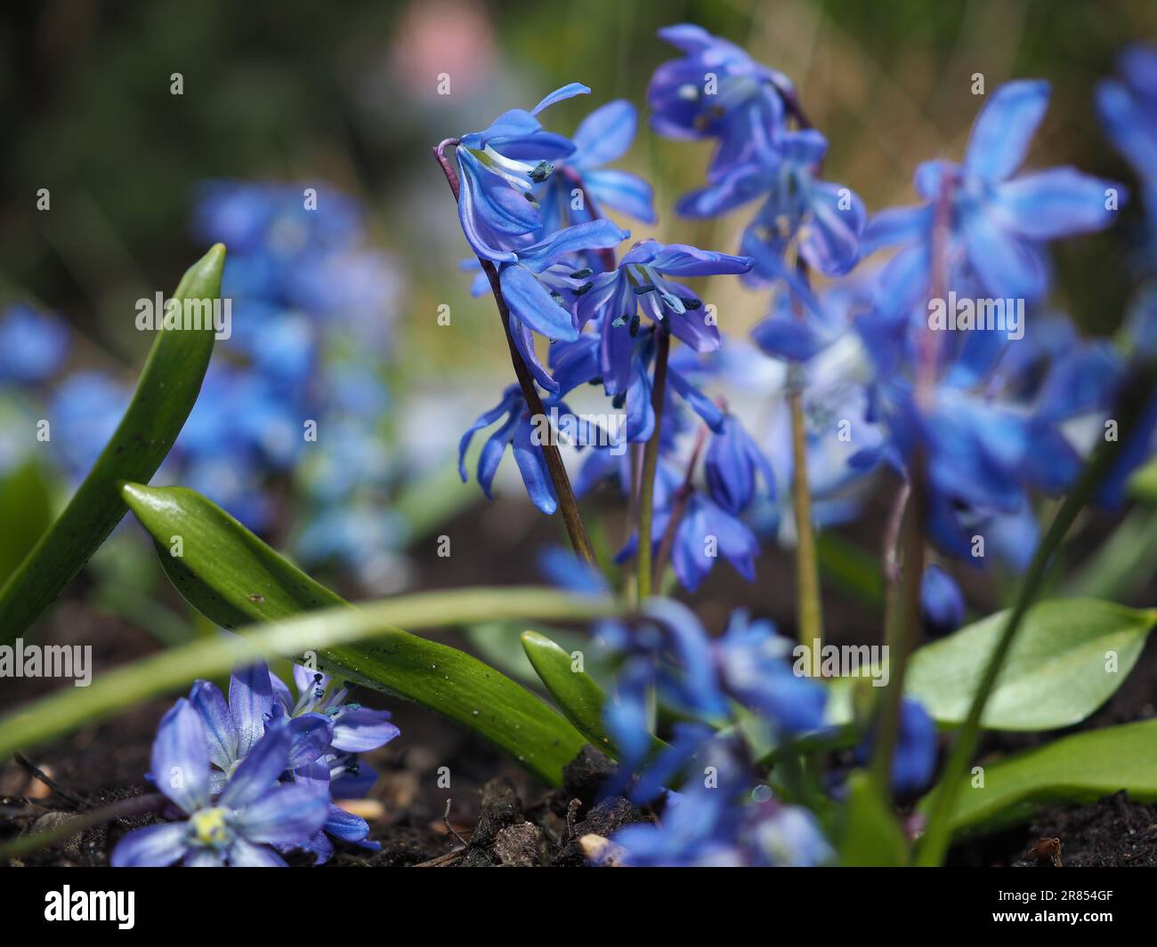 Nahaufnahme der hellblauen Scilla siberica (sibirische Schiele) Blüten, die im April in einem wilden Frühlingsgarten wachsen Stockfoto