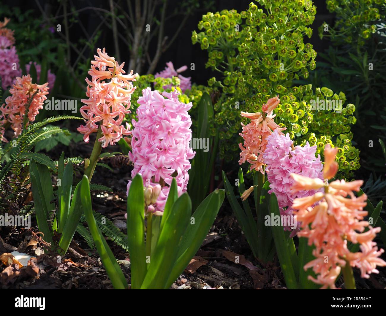 Hyacinth „Gyspy Queen“ / „Gipsy Queen“, Hyacinth „Anna Marie“ und Euphorbia „Wulfennii“ sorgen im Frühjahr für Farbkontraste in einer Gartenkante Stockfoto
