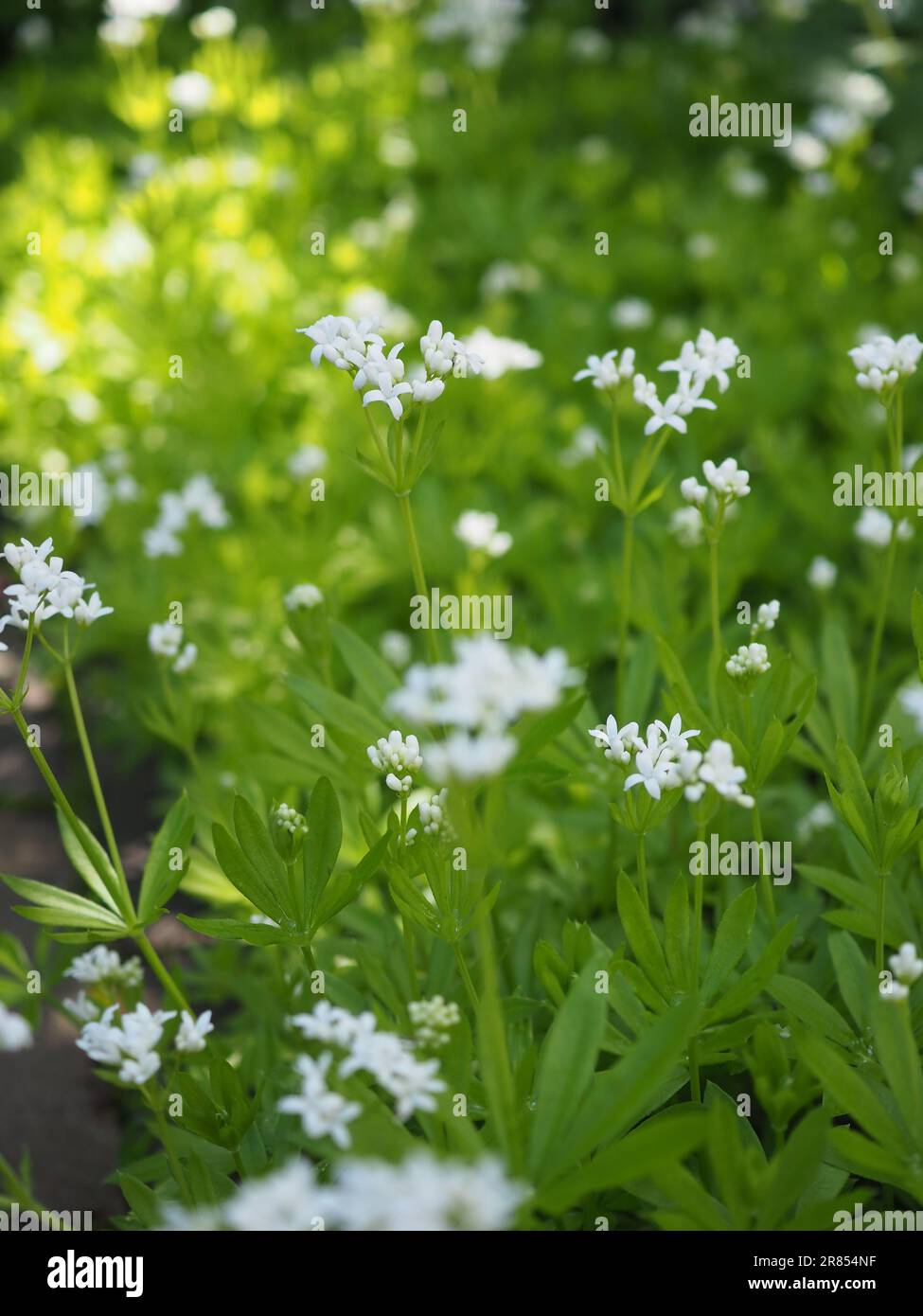 Die Sonne umhüllte weiße Blüten und grünes Laub von Galium odoratum (süße Holzdruffe oder süßes duftendes Bettstroh), einer ausdauernden Bodenbedeckungspflanze Stockfoto
